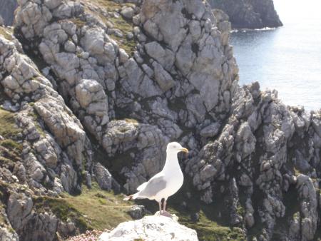 Mouette