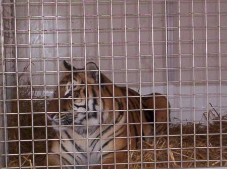 Un petit tour au Zoo..